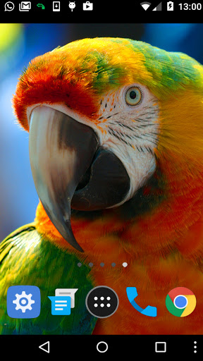 macaw bird wallpaper Screen 2