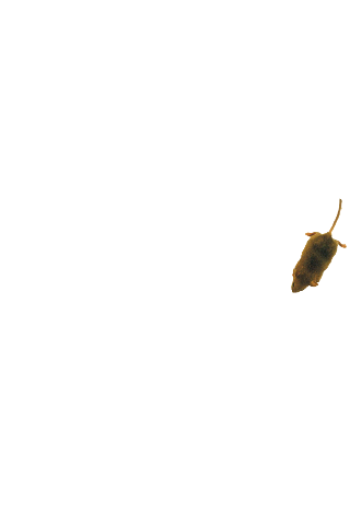 Mouse simulator: game for cat 2