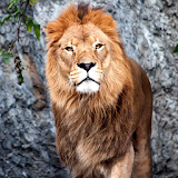 Majesty lion king mane theme icon