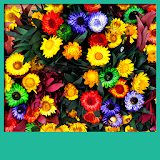 Flowers Live Wallpapers icon
