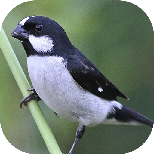 Sounds of the bird Golinha logo
