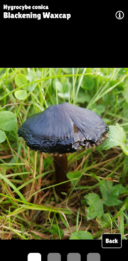 Peachy Steves UK Waxcaps Screen 3