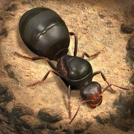 Underground kingdom ants the The Ants: