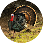 Turkey (Animal) Calling & Sounds Apk