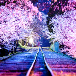 图标图片“Sakura Live Wallpaper”