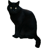 Black Cat Sticker icon