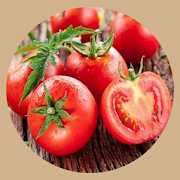 Detailed tomato cultivation