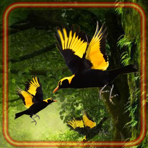 Birds Tropical Forest