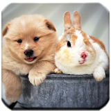 Cute Animals - HD Wallpapers icon
