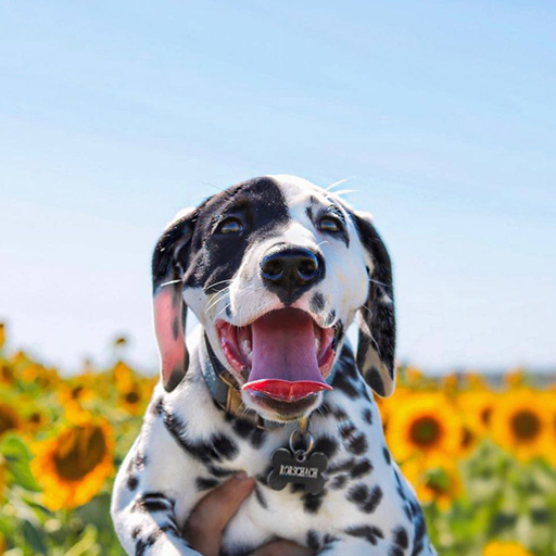 Dalmatian Wallpapers logo