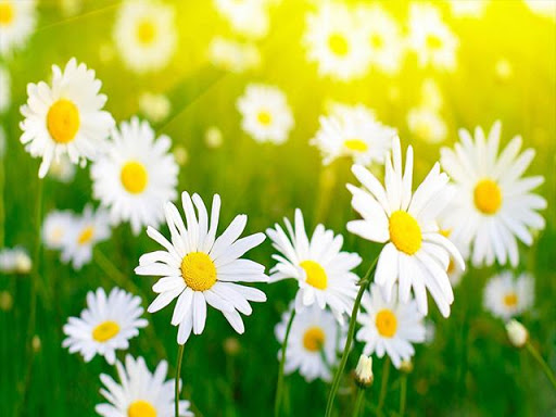 Pictures of Flowers App Screenshot