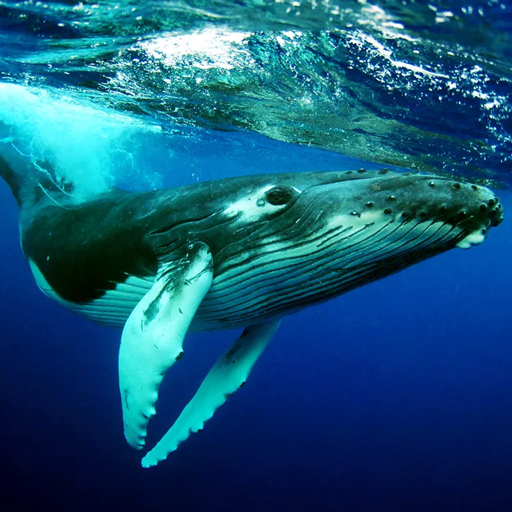 The Humpback Whales logo