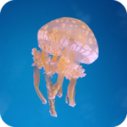 Top 20 Personalization Apps Like Jellyfish Wallpaper - Best Alternatives