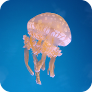 Jellyfish Wallpaper