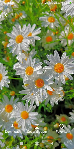 Daisy Flower Wallpaper Screenshot 4 - AppWisp.com