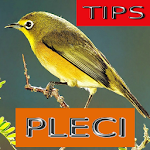 Cover Image of 下载 Tips Perawatan Burung Pleci  APK