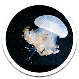 Water Jellyfish Live Wallpaper icon