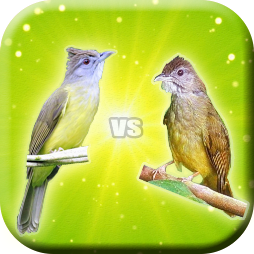 Kicau Cucak Jenggot Vs Kapas