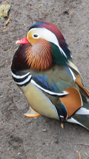 Mandarin Duck Wallpaper