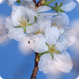 Sakura Cherry Blossoms LWP icon