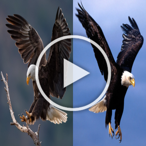 Eagle Video Live Wallpaper HD - Aplicaciones en Google Play