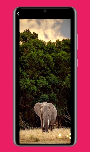 خلفيات الفيل الإفريقي المميزة Screen 3