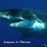 Imagenes de Tiburones icon
