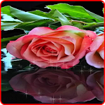 Rose Live Wallpaper Apk