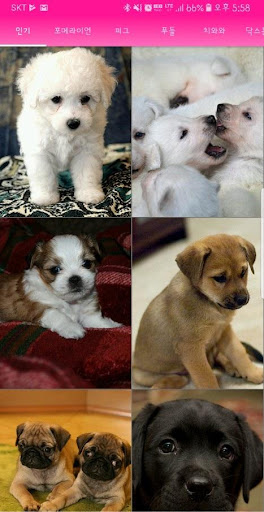 Android application Puppy Wallpaper FHD screenshort