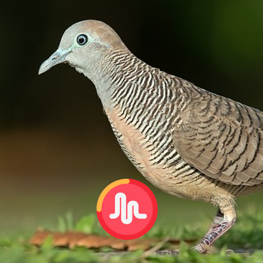 Zebra Dove Sounds logo