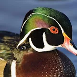 Wood Duck Wallpapers icon