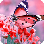 Cover Image of Download Butterfly Wallpaper HD  APK