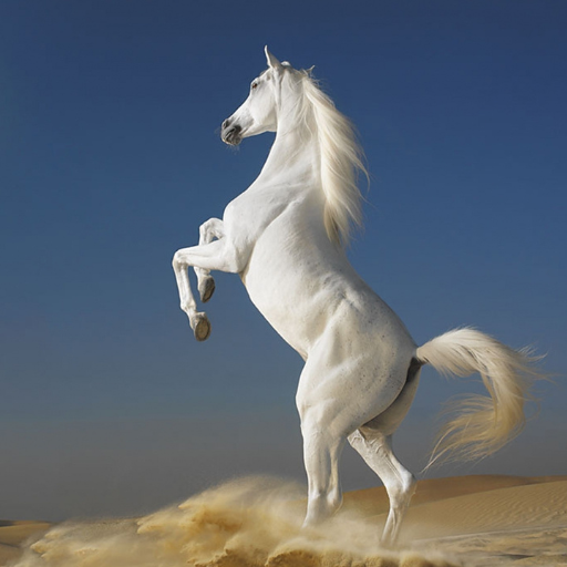 Horse wallpaper HD logo