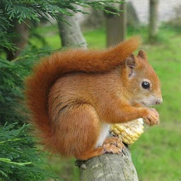 Squirrels Jigsaw Puzzles