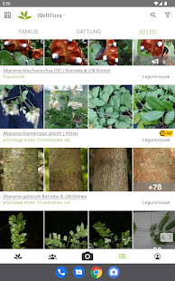 Pl@ntNet Pflanzenbestimmung Screenshot