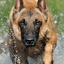 Malinois Wallpapers 