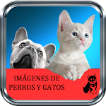 Cover Image of Download Imágenes de Perros y Gatos  APK