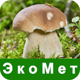 ЭкоМет: Изучение грибов icon