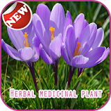 Herbal medicinal plant icon