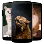 Cover Image of Descargar Cat Wallpaper Photo Offline  APK