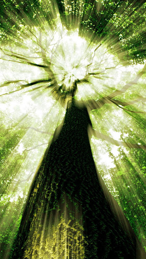 Android application Forest wallpapers screenshort