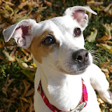 Jack Russell Terriers Wallpap icon