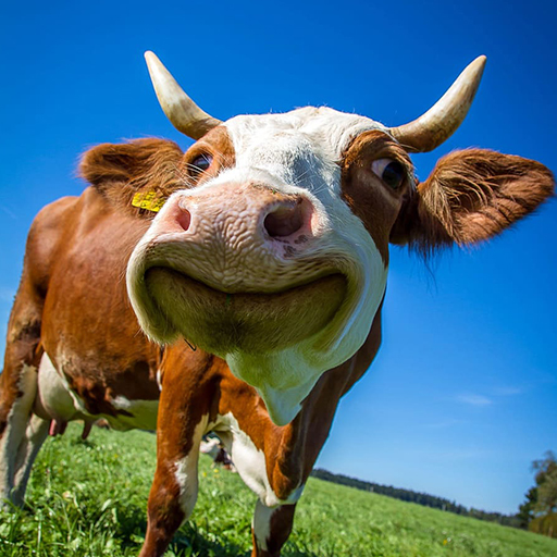 Mooo logo