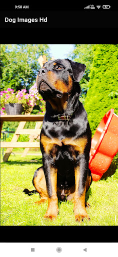 Dog Images Hd 2022 Screen 3
