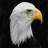 Eagle  wallpapers icon