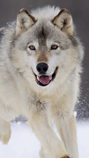 Wolf Wallpapers Screen 2