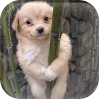 Cute PUPPY Wallpapers