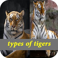 types of tigers