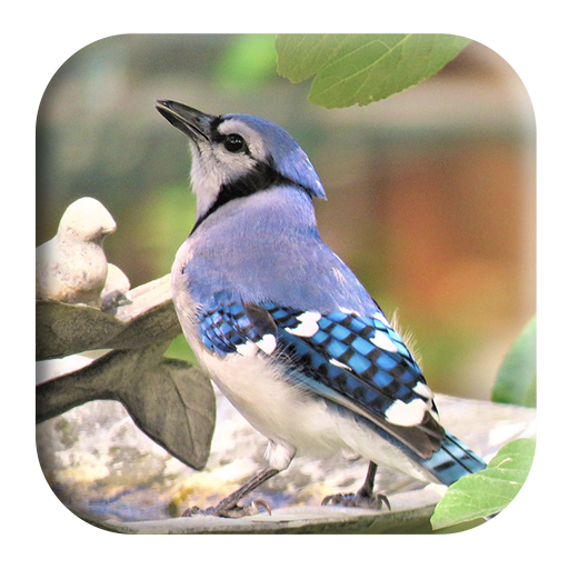 Blue Jay Sounds Apps On Google Play