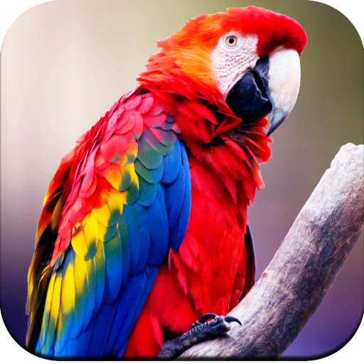 Parrot Wallpapers 4K  Icon